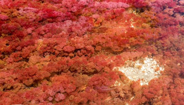 4 Benefits of Red Algae for the Skin